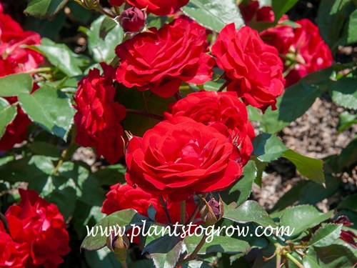 Europeana Rose (Rosa)